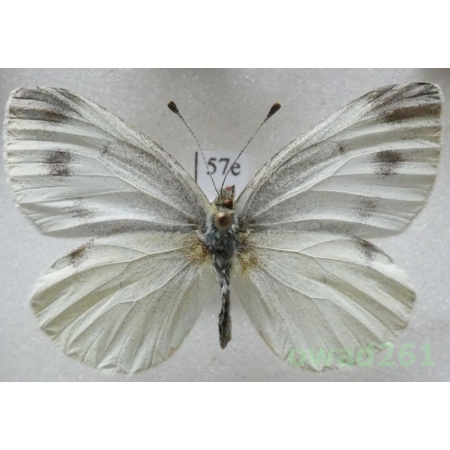 Pieris mannii (Mayer, 1851) Bulgaria57e